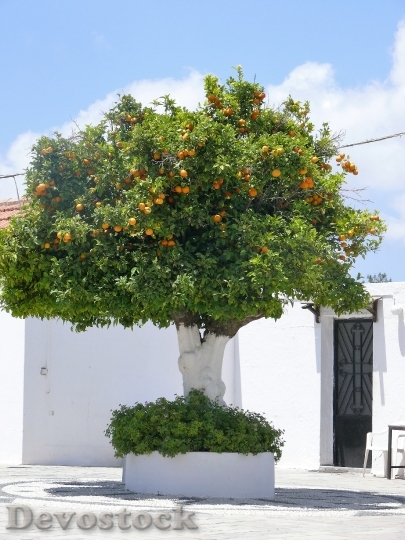 Devostock Tree Oranges Nature Citrus