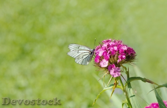 Devostock Tree White Ling Butterfly 1