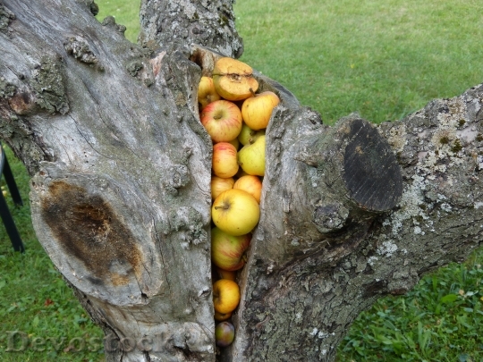 Devostock Tribe Tree Apple Stock