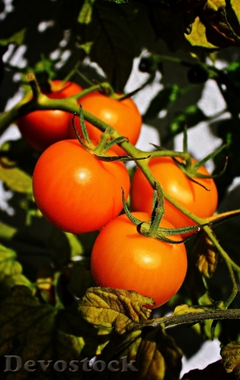 Devostock Trusses Tomatoes Panicle Autumn