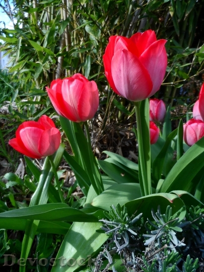 Devostock Tulip Red Bright Schnittblume