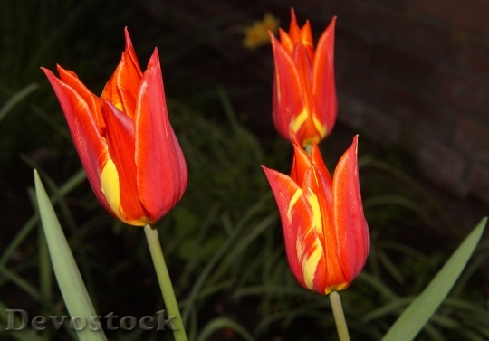Devostock Tulips Lily Family Flowers