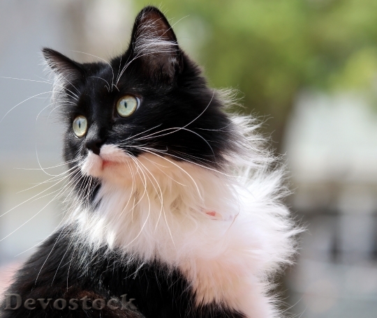Devostock Tuxedo Cat Kitten Feline