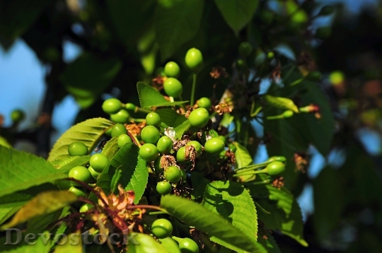 Devostock Unripe Cherries Tree Fruit