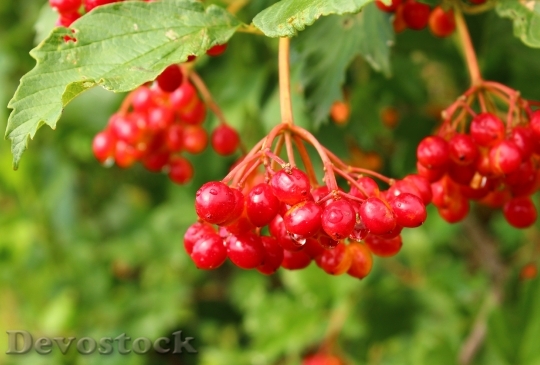 Devostock Viburnum Berry Fruit Bush