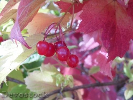Devostock Viburnum Berry Plant Red