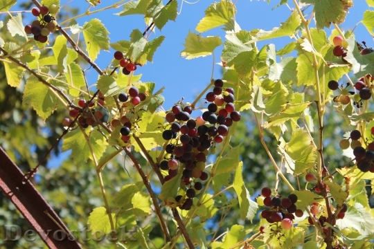 Devostock Vine Grape France Nature