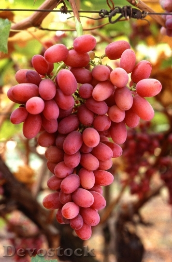 Devostock Vine Seedless Crimson Fruit