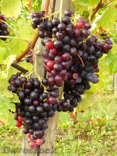 Devostock Vines Wine Grapes Vineyard