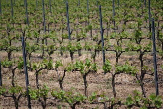 Devostock Vines Wines France Vineyard
