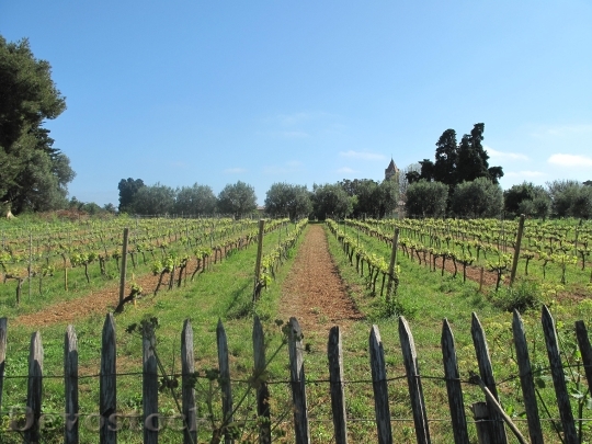 Devostock Vineyard Grapes Grapevines Winery
