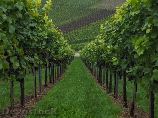 Devostock Vineyard Vines Vitis Noble