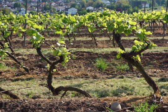 Devostock Vineyard Vines Winegrowing Wine 0