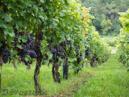 Devostock Vineyard Wine Berries Grapes