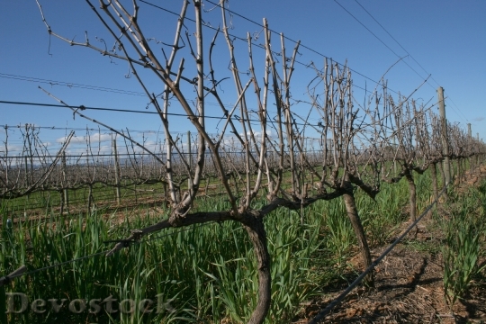 Devostock Vineyard Wine Field Vine