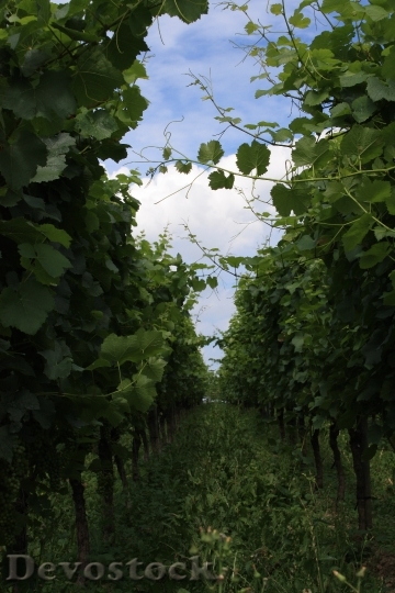 Devostock Vineyard Wine Vines Pieces