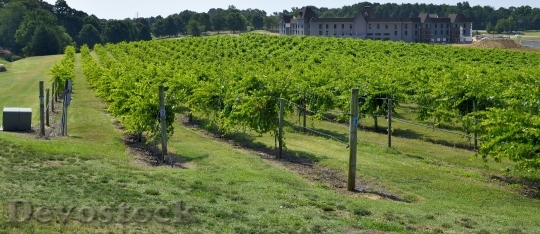Devostock Vineyard Winery Landscape Grapes