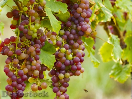 Devostock Vineyards Grapes Fruit Wines