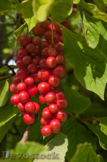 Devostock Vital Berry Berry Fruit