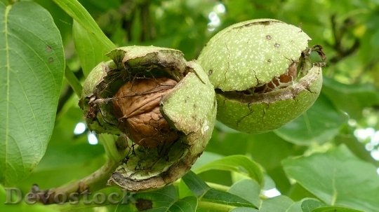 Devostock Walnuts Walnut Tree Nut
