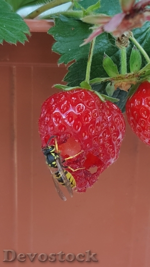 Devostock Wasp Insect Strawberry Fruit
