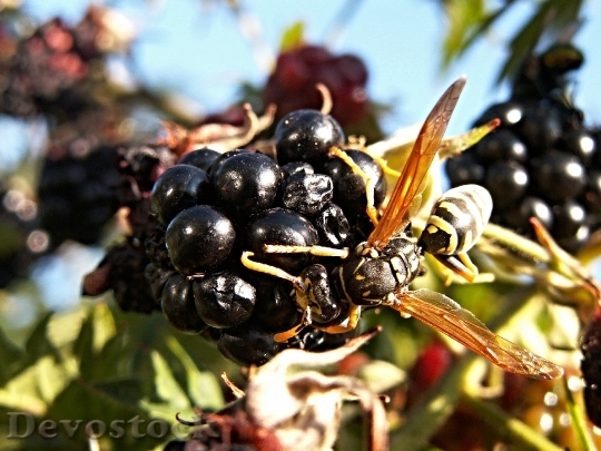 Devostock Wasp Raspberries Fruits Insect