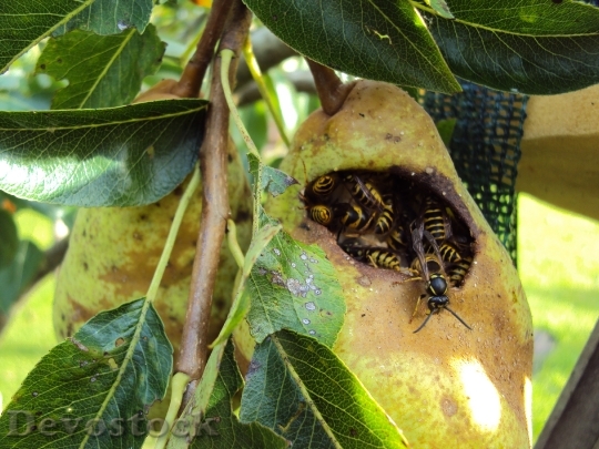 Devostock Wasps Peer Fruit Tree