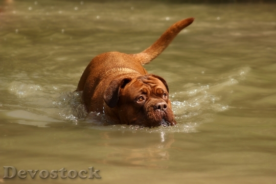 Devostock Water Bordeaux Mastiff Dog