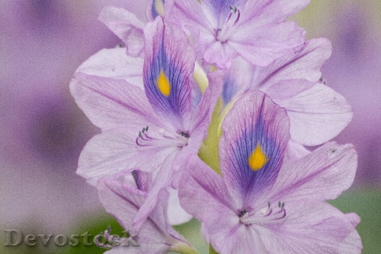 Devostock Water Hyacinth Eichhornia 194378