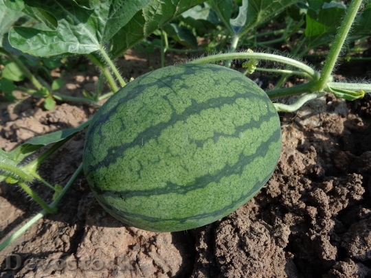 Devostock Watermelon Hybrid Watermelon Seed