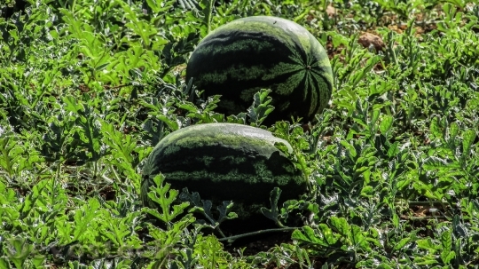 Devostock Watermelon Plant Fruit Farm