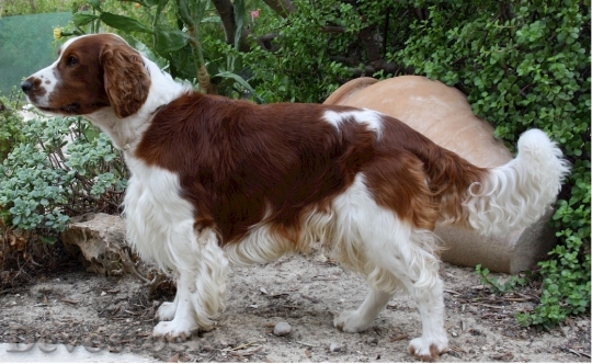 Devostock Welsh Springer Spaniel Dog 0
