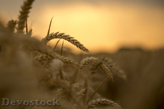 Devostock Wheat Sunset Harvest Fruit 2