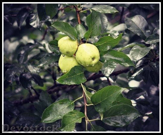 Devostock Wild Apples Tree Fruit