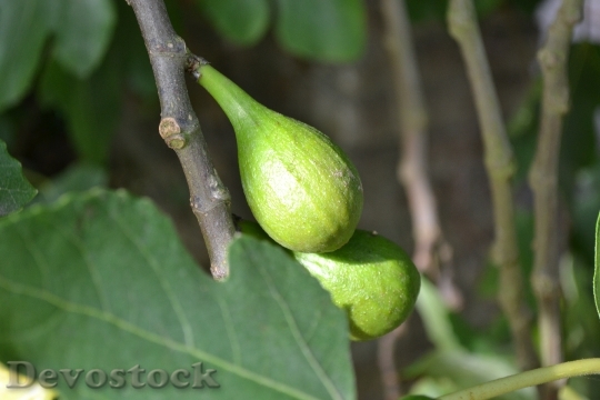 Devostock Wild Fig Common Fig 0