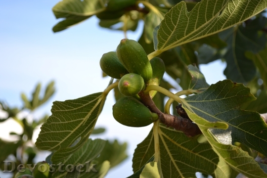 Devostock Wild Fig Common Fig 1