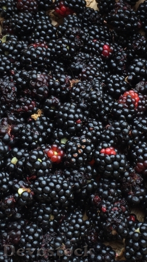 Devostock Wild Fruit Fruit Blackberry
