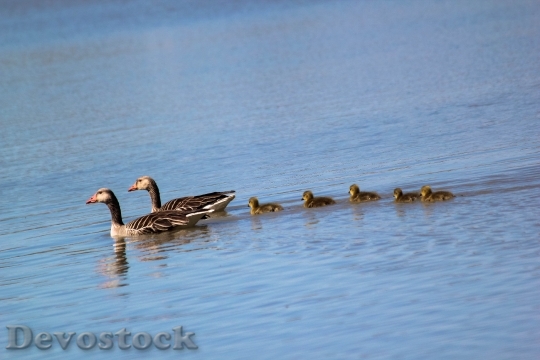 Devostock Wild Geese Family Buds