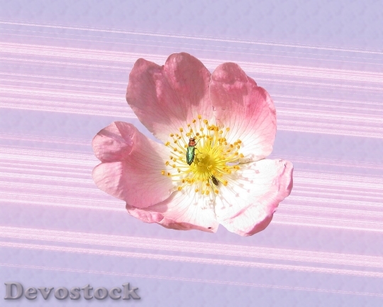 Devostock Wild Rose Pink Blossom 3