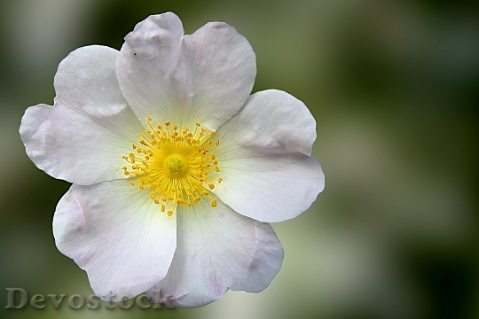 Devostock Wild Rose Rose Blossom 2