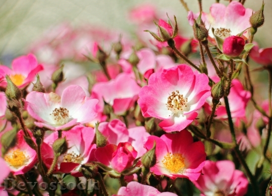Devostock Wild Rose Rose Blossom