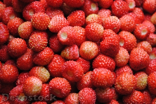 Devostock Wild Strawberry Berry Forest