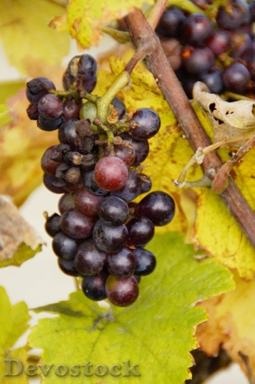 Devostock Wine Grape Grapes Winegrowing