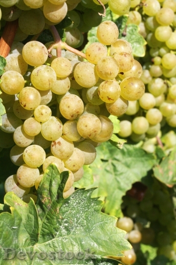 Devostock Wine Grape Ripe New