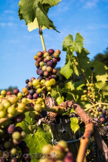 Devostock Wine Grapes Immature Pinot