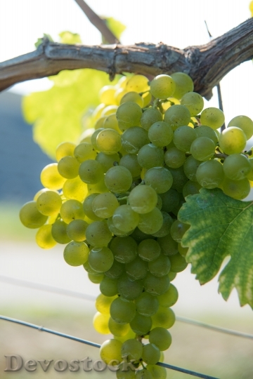 Devostock Wine Grapes Winegrowing Fruit