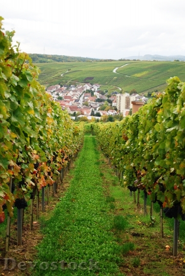 Devostock Wine Vineyard Grapes Germany