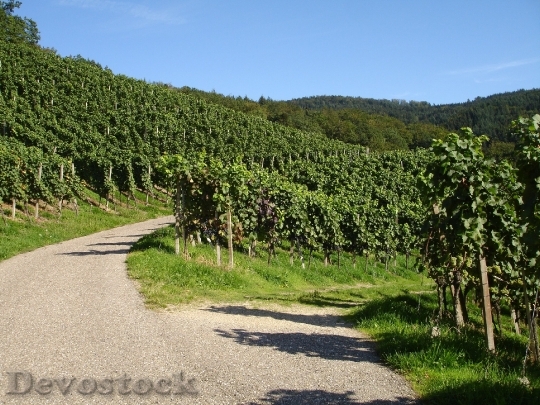 Devostock Wine Winegrowing Grapes Fruit