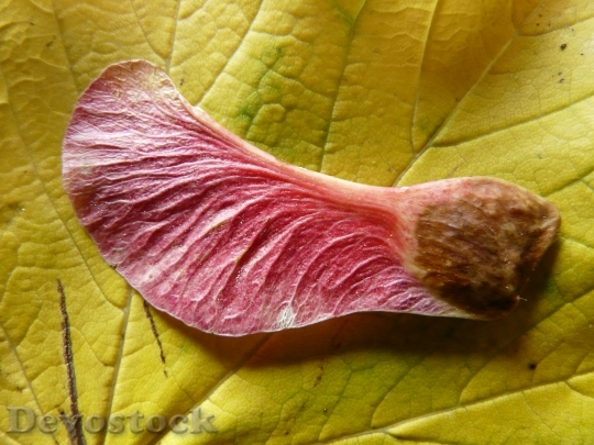Devostock Winged Ahornfrucht Maple Fruit 0