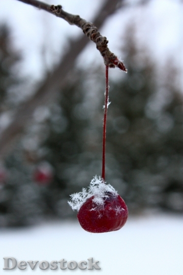 Devostock Winter Frost Fruit Snow